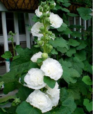 Hollyhock Chater's Double White sėklos - Althea rosea fl. pl. - 50 sėklų - Althaea rosea