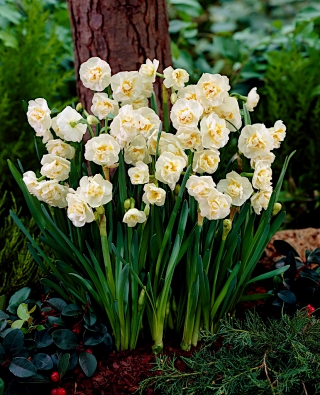 Narciso - Bridal Crown - pacote de 5 peças - Narcissus