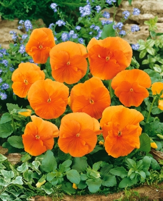 Árvácska fajták - Orange Sun - narancs - Viola x wittrockiana