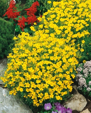 인장 marigold "루루"- 레몬; 황금색 금잔화 - Tagetes tenuifolia - 씨앗
