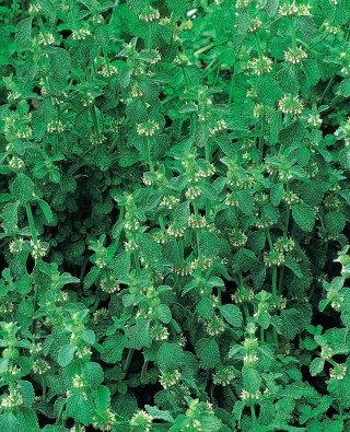Шандра обыкновенная - 100 семена - Marrubium vulgare