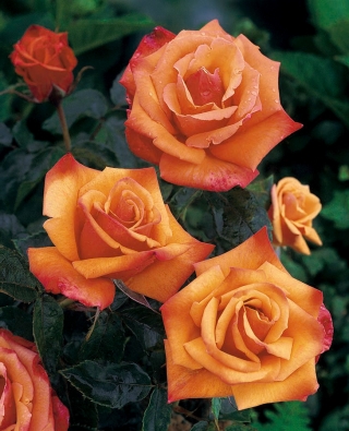 การ์เด้นหลายดอกกุหลาบ - สีเหลืองส้ม - กระถางต้นกล้า - 