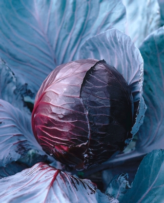 Red cabbage "Topas" - late variety for winter storage - 540 seeds