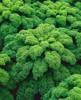 Kale "Halbhoher grüner krauser" - 50 g semen - 15000 semen - Brassica oleracea L. var. sabellica L. - semena