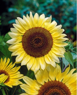 Sunflower Lemon Queen seeds - Helianthus annuus - 20 seeds
