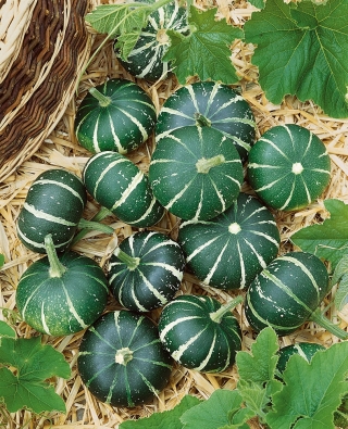 Ornamental Squash 'Flat Striped' - seeds (Cucurbita pepo)