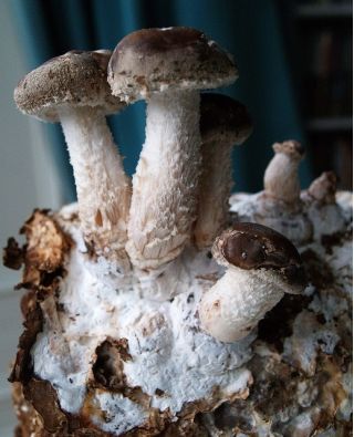 Shiitake - ciupercă de longevitate; ciupercă de pădure neagră, ciupercă neagră, ciupercă de stejar auriu, ciupercă de stejar - 20 dopuri de miceliu - Lentinula edodes