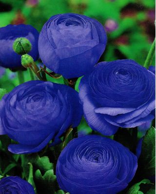 Pryskyřník, Buttercup Blue - 10 květinové cibule - Ranunculus