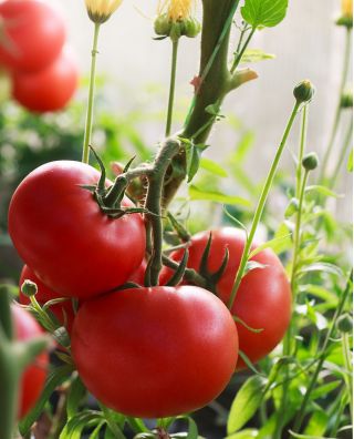 עגבנייה "שדון" - לעיבוד תחת מכסה - זרעים מגוון פרמיה לכולם - 10 זרעים - Solanum lycopersicum 