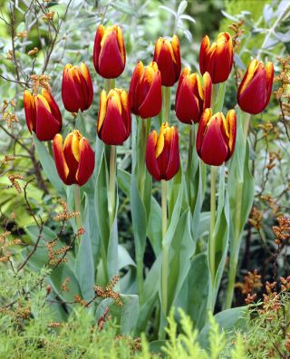 Tulipa Abu Hassan - pacote de 5 peças