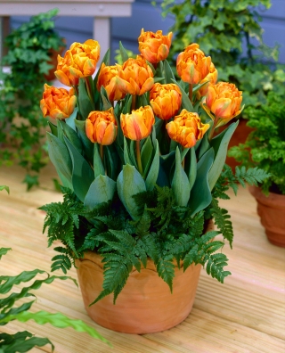 Tulipa Orange princezná - Tulip Orange Princess - 5 kvetinové cibule - Tulipa Orange Princess