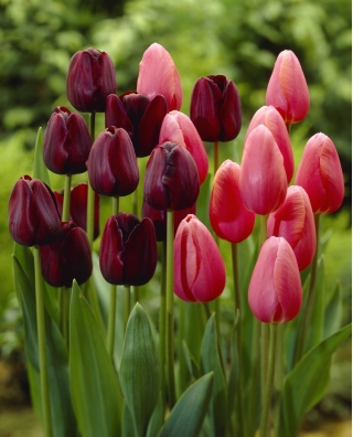 Spring magi - sæt med 2 tulipanvarianter - 40 stk.