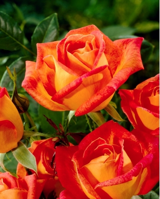Trandafir cu flori mari - portocaliu-roșu - răsaduri în ghiveci - 