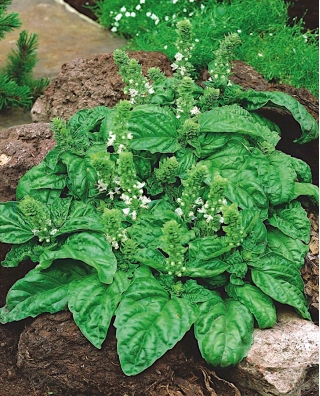 Bazalkový salát Listová semena - Ocimum basilicum - 325 semen