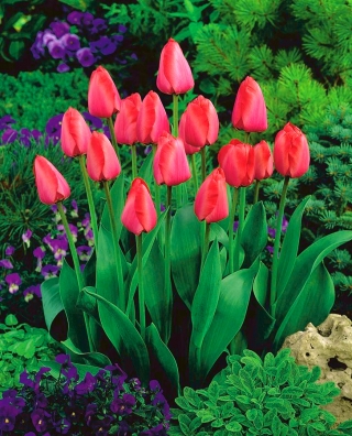 Tulip Niigata - 5 buah - 