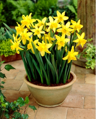 Daffodil, narcissus February Gold-5 pcs - 