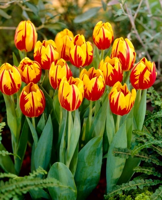 Tulipa Mickey Mouse - Tulip Mickey Mouse - 5 čebulic