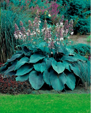 Blue Angel hosta, plantain lily - large package! - 10 pcs