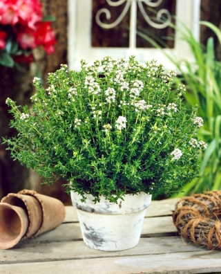 Thyme seeds - Thymus vulgaris - 1500 seeds