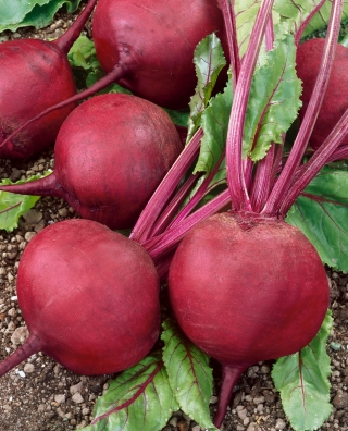 Sfeclă roșie "Jawor" - rotund, soi de producție - 500 de semințe - Beta vulgaris
