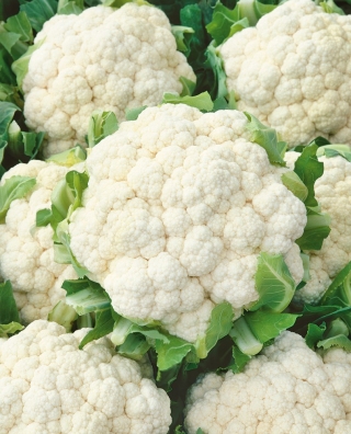 Cauliflower "Snowball X" - medium late variety