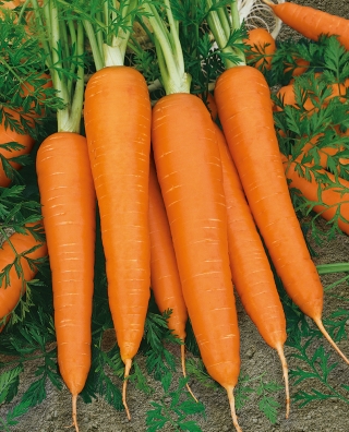 Морква "Flakkese 2 - Flacoro" - пізній сорт - 4250 насіння - Daucus carota