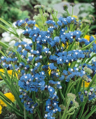 biji Static biru - drabifolia campanula - 105 biji - Limonium sinuatum