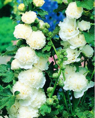 Alcea, Hollyhocks White - หัว / หัว / ราก - Althaea rosea