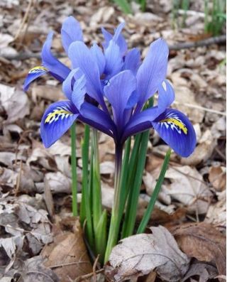 Iris reticulata - 10 цибулин