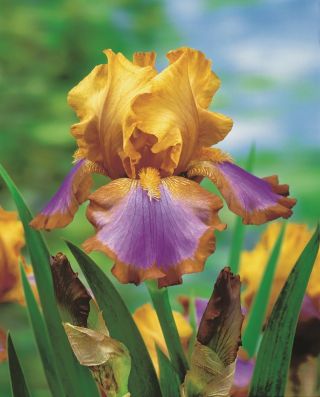Iris barbudo - lazo marrón; Iris barbudo alemán