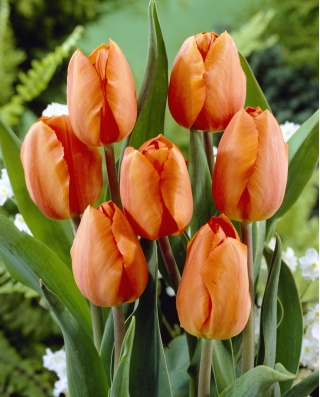 Tulpansläktet Orange - paket med 5 stycken - Tulipa Orange