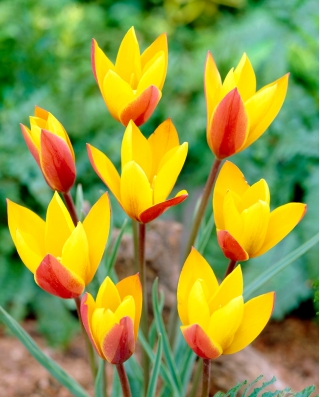 Tulipán Chrysantha - csomag 5 darab - Tulipa Chrysantha