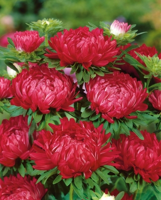 Aster "Duchesse" - bunga merah - 225 biji - Callistephus chinensis  - benih