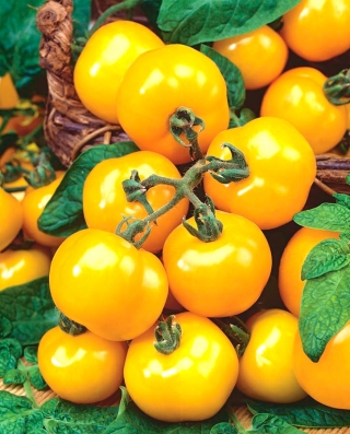 Tomato "Ola Polka" - pelbagai bidang - 5000 biji - Lycopersicon esculentum  - benih