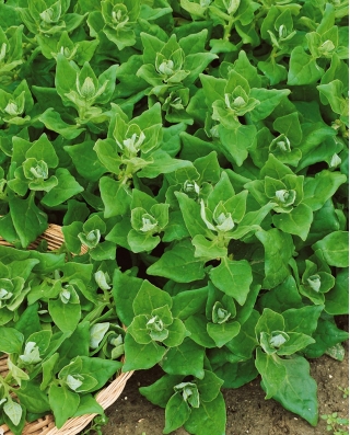Hạt giống rau bina New Zealand - Tetragonia expansa - 70 hạt - Tetragonia expansa L.