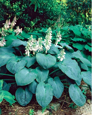 Hosta, Plantain Lily Elegans - bulb / tuber / root