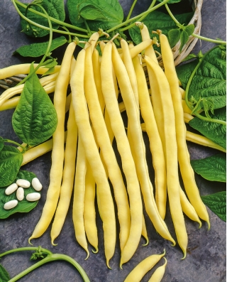 Fasole galbenă franceză "Neckargold" - are nevoie de stack - 20 de semințe - Phaseolus vulgaris L.