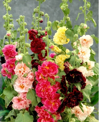 Hollyhock "Chatters" - ترکیب انواع - 90 دانه - Alcea 