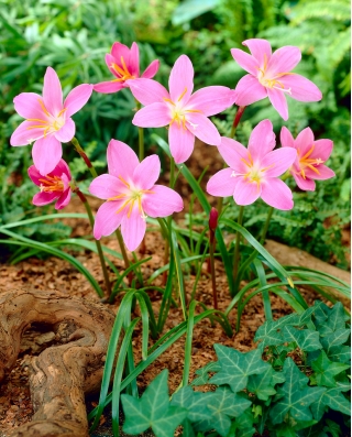 Habranthus Robustus, Copperlily brazilian, Roz Lily, Pink Rain Lily - 10 bulbi