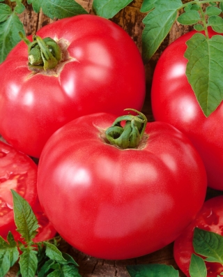 Tomaatti – Favourite - 10 gram -  Lycopersicon esculentum Mill - siemenet