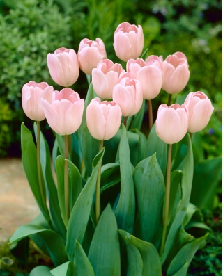 Tulipán Douglas Baader - csomag 5 darab - Tulipa Douglas Baader