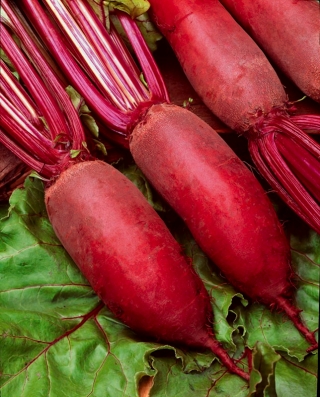 Red beetroot Forono