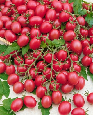 Raspberry Red Hood - Lycopersicon lycopersicum - Lycopersicon esculentum Mill