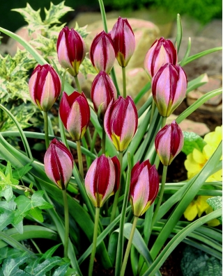 Tulip Red Beauty - stor pakke! - 50 stk