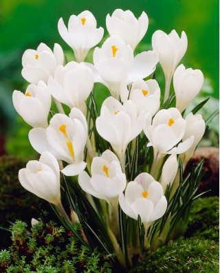 Bílý velký květovaný krokus - 10 ks.