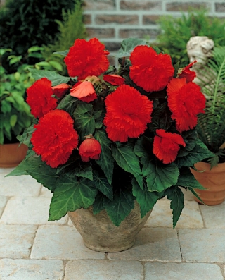 Бегония Fimbriata - красный - пакет из 2 штук - Begonia Fimbriata