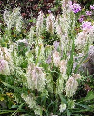 Goldentop草种子 -  Lamarckia aurea - 種子