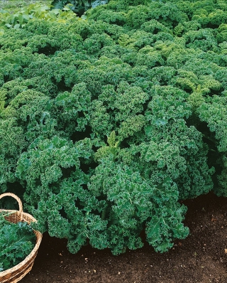 Kale "Corporal" - phát triển thấp với màu xanh đậm, lá tỏa sáng - 300 hạt - Brassica oleracea convar. acephala var. Sabellica