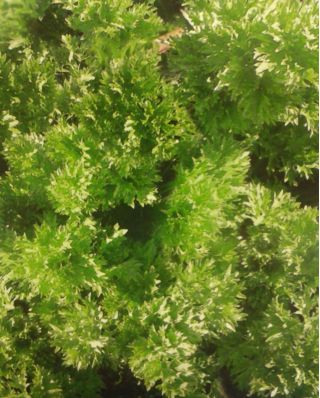 Celery "Pikant" - with wrinkled leaves - 520 seeds