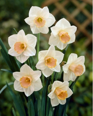 سالمون نرسیس - سالومه نازک - 5 لامپ - Narcissus